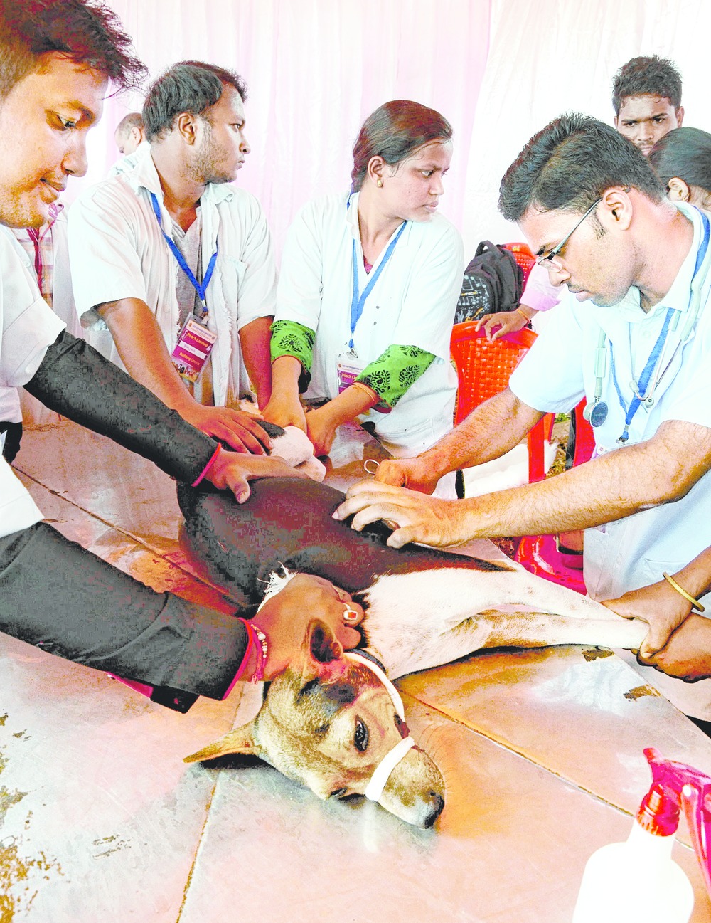 Health camp for canines - Telegraph India