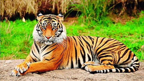 Male tiger soon at Assam zoo - Telegraph India