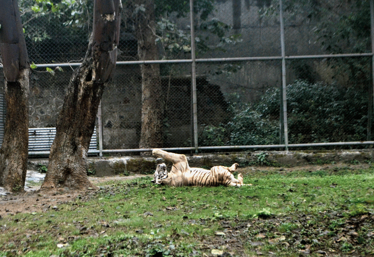 A lethargic Kailash in his enclosures at Tata zoo in Jamshedpur on Friday.