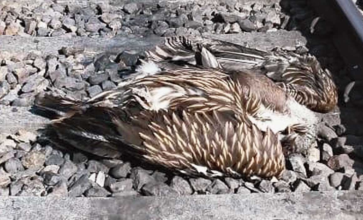 One of the dead vultures on the tracks at Gulma, near Siliguri, on Saturday. 

