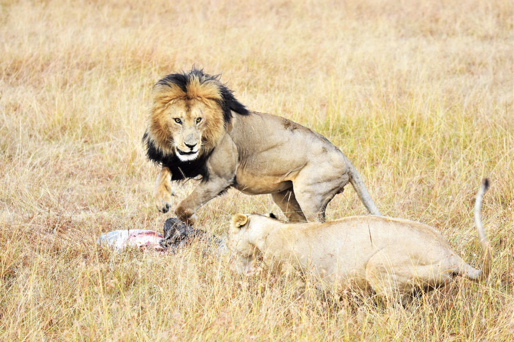 A lion and a lioness fight over lunch