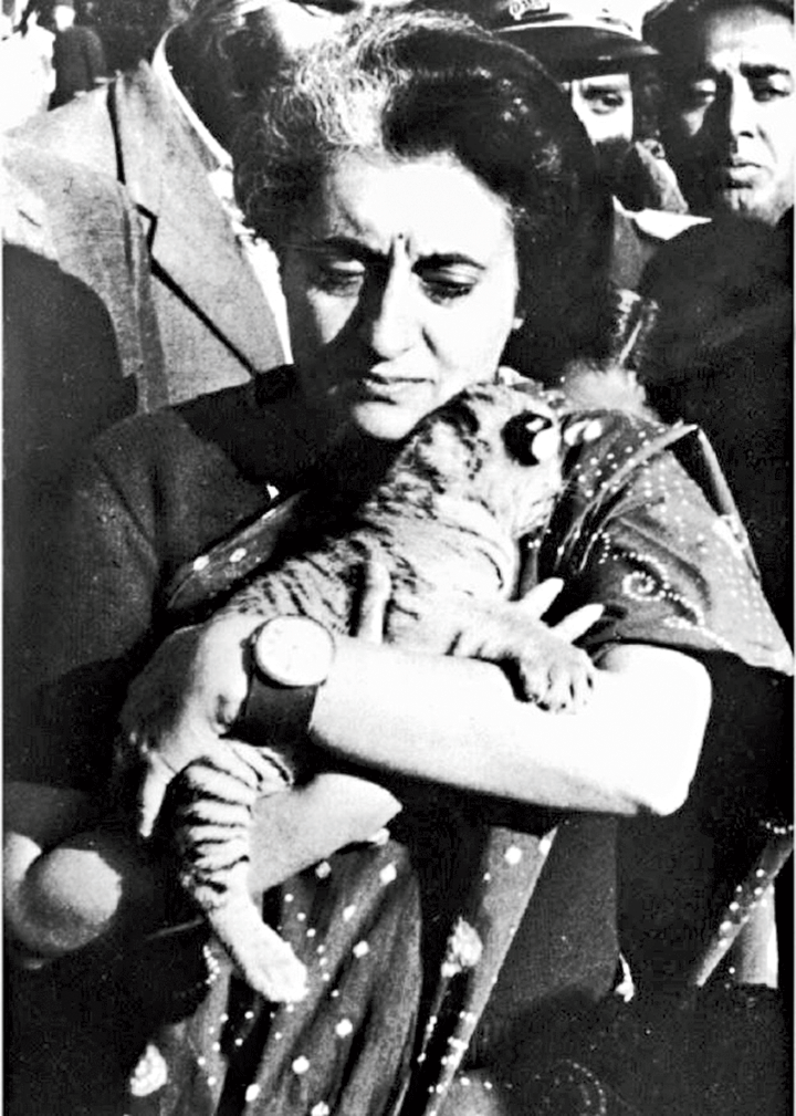 Indira Gandhi, then prime minister of India, with a tiger cub on her 50th birthday. She set up a special task force to plan India's Tiger Project, which was launched on April 1, 1973