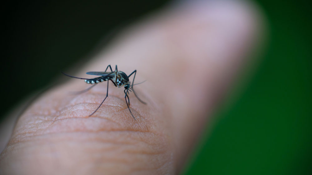 Mosquitoes which spread dengue may be turning resistant to the chemicals called pyrethroids