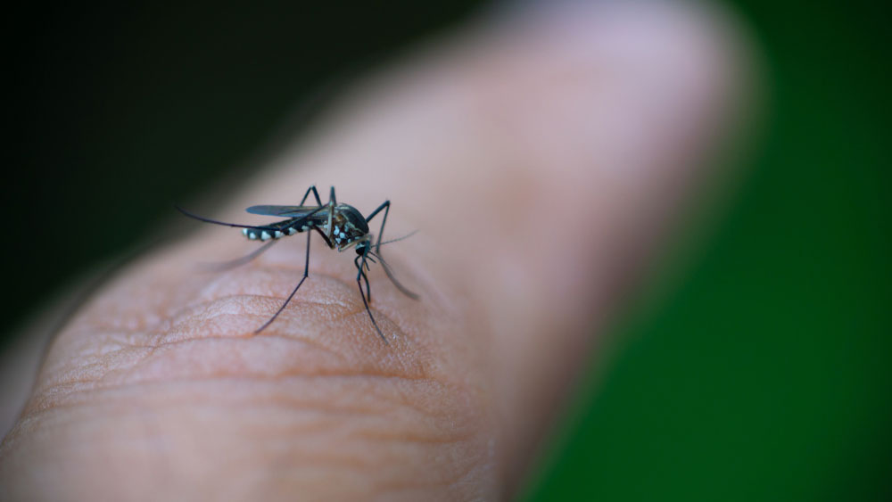 Controlling Mosquitoes at Home 