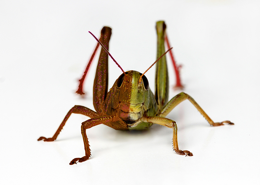 Locust vs grasshopper