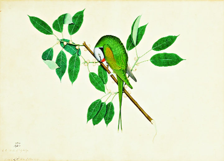 The painting (right), titled Parrot in a Parkar Tree, is signed and dated 1779. The inscriptions on both artworks read: “In the Collection of
Lady Impey of Calcutta. Painted by Zayn al-Din Native of Patna 1782”.