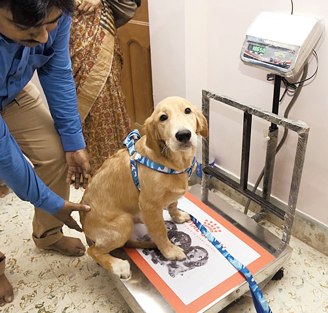 A dog gets his weight checked at the Pet Mall & Murphy Veterinary Clinic.