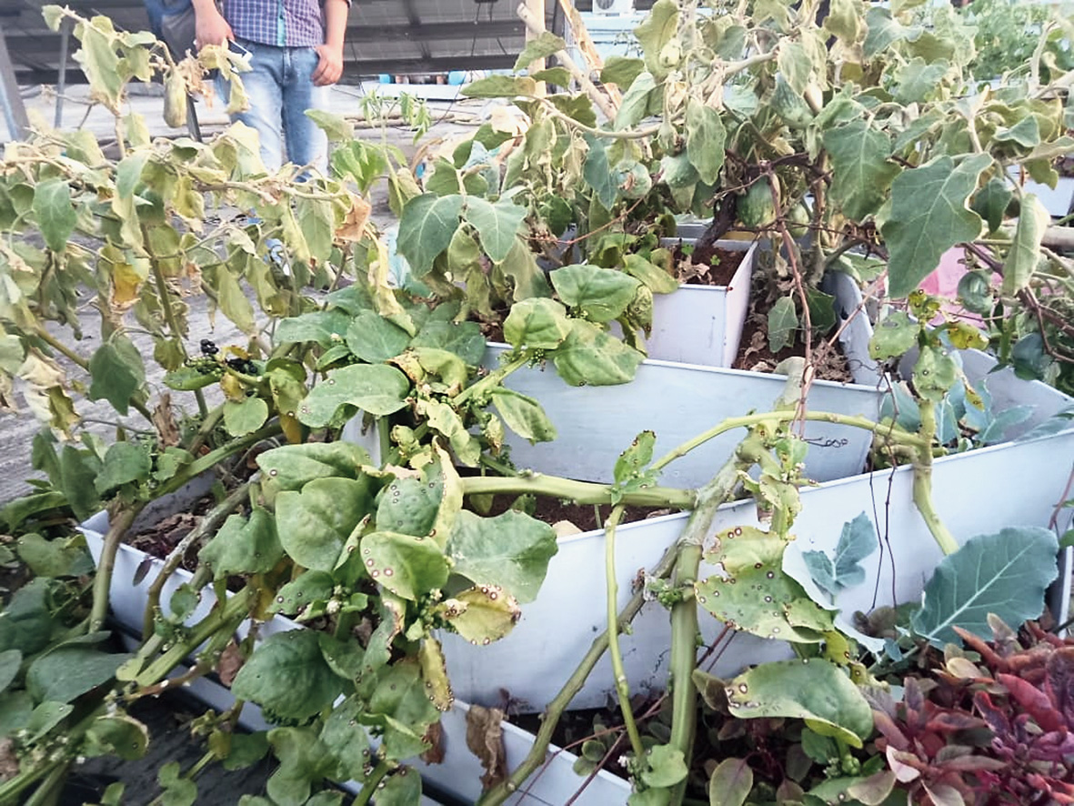 Tower planters on the terrace of Karigori Bhavan, maintained by Owl Spirit.