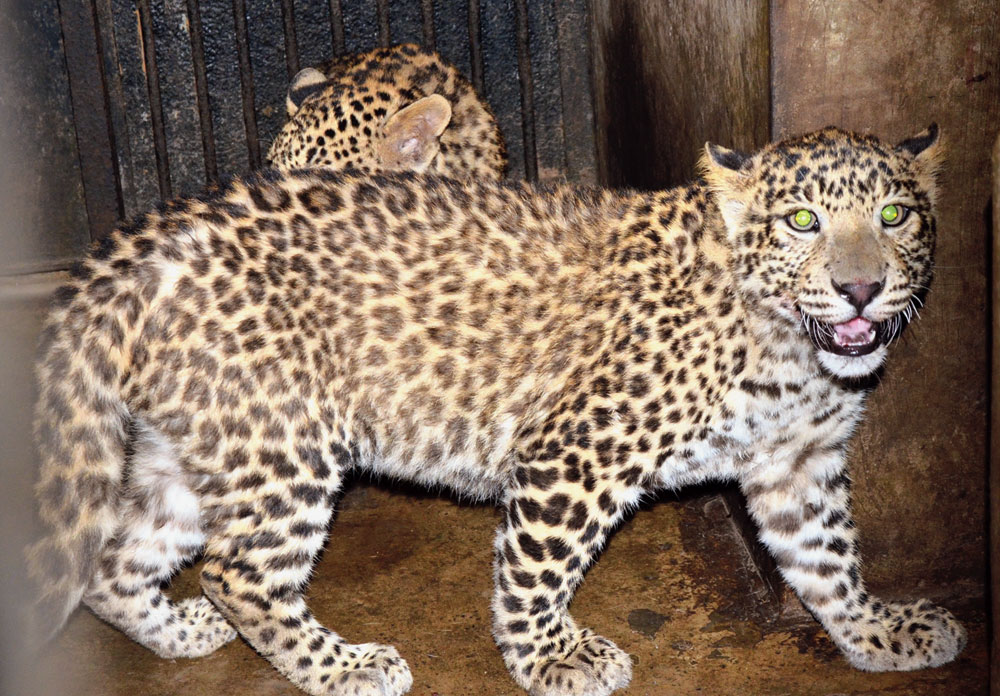Leopard cubs at Jawaharlal Nehru Biological Park in Bokaro