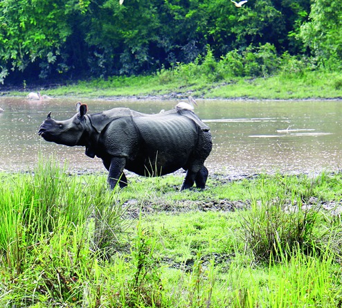 'Adopt Kaziranga' bid hits obstacle - Telegraph India