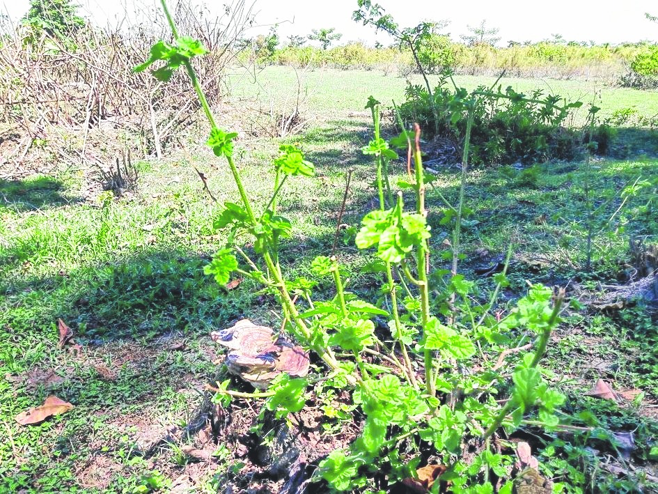 Poisonous plant leads to cattle deaths Telegraph India