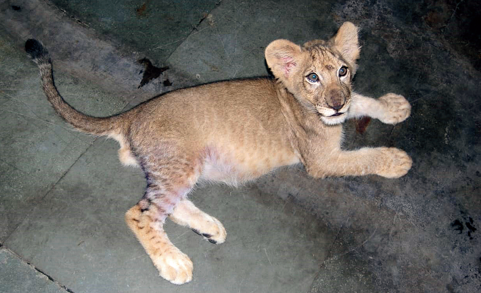 Rescued lion cub longs for human touch at Alipore zoo hospital - Telegraph  India