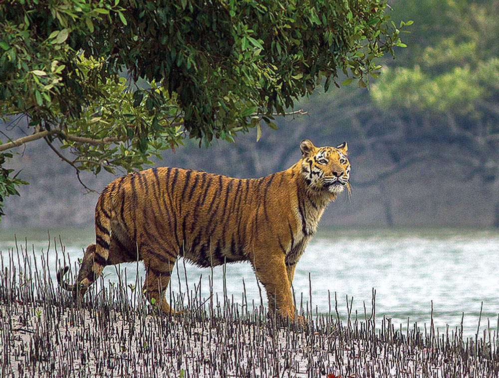 In about 50 years from now, the Sunderbans are likely to be depleted of the Royal Bengal tiger.