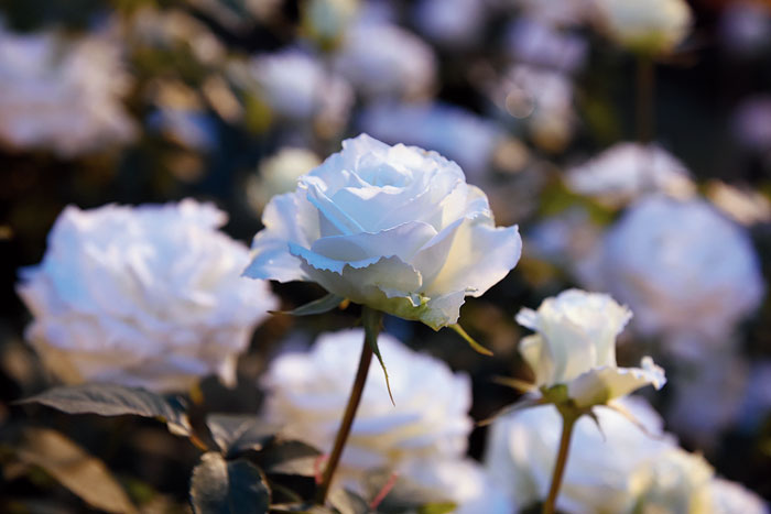 Tineke (Rosa Tineke): A commercial cut-flower variety, this rose is generally grown in glass houses. Named Tineke, this beautiful white flower is imported straight from The Netherlands. The crystal white colour of the rose makes it so precious.
