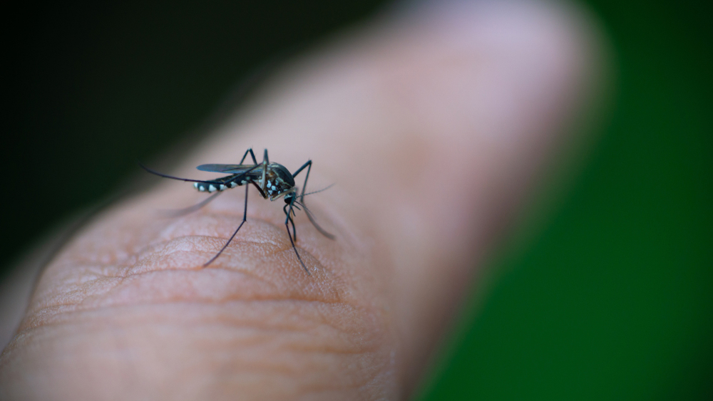 An Aedes aegypti mosquito, which spreads the dengue virus, can lay eggs even in a spoonful of clean, stagnant water