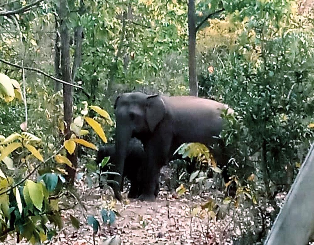 An elephant and her calf near Makulakocha village at Dalma Wildlife Sanctuary on Tuesday. 
