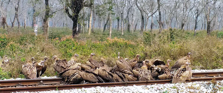 A flock of vultures was sighted on railway tracks near Bagrakote in Jalpaiguri district on Sunday. Kumar Vimal, the divisional forest officer of Jaldapara Wildlife Division, said there were around 200 birds, most of which were Himalayan griffons. The flock had white-backed 
vultures as well. 