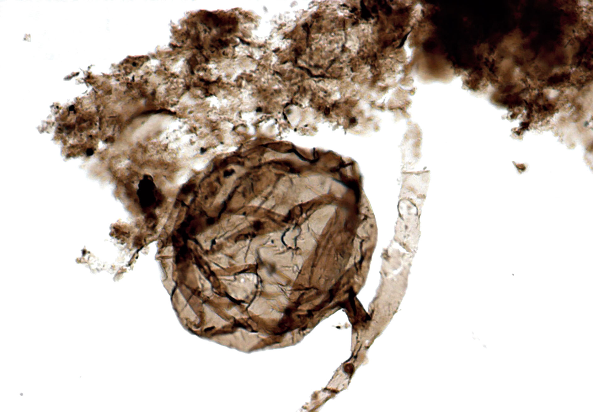 A microfossil of Ourasphaira giraldae that was found in the Arctic region of Canada.