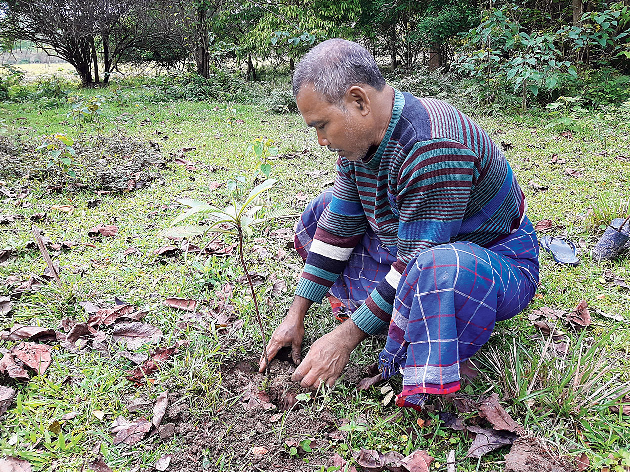 Jadav Payeng plants a sapling at Molai Kathoni on Wednesday. 