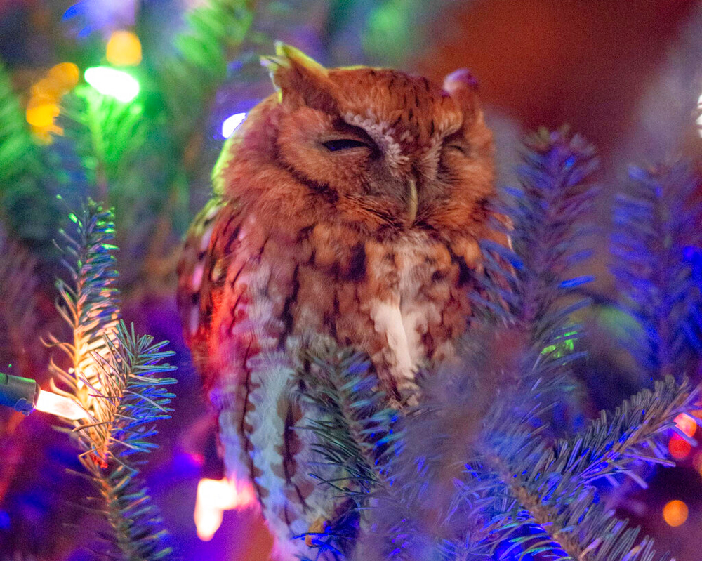 An owl nestles in a Christmas tree in Newnan, Georgia. The bird was first spotted on the tree on December 12