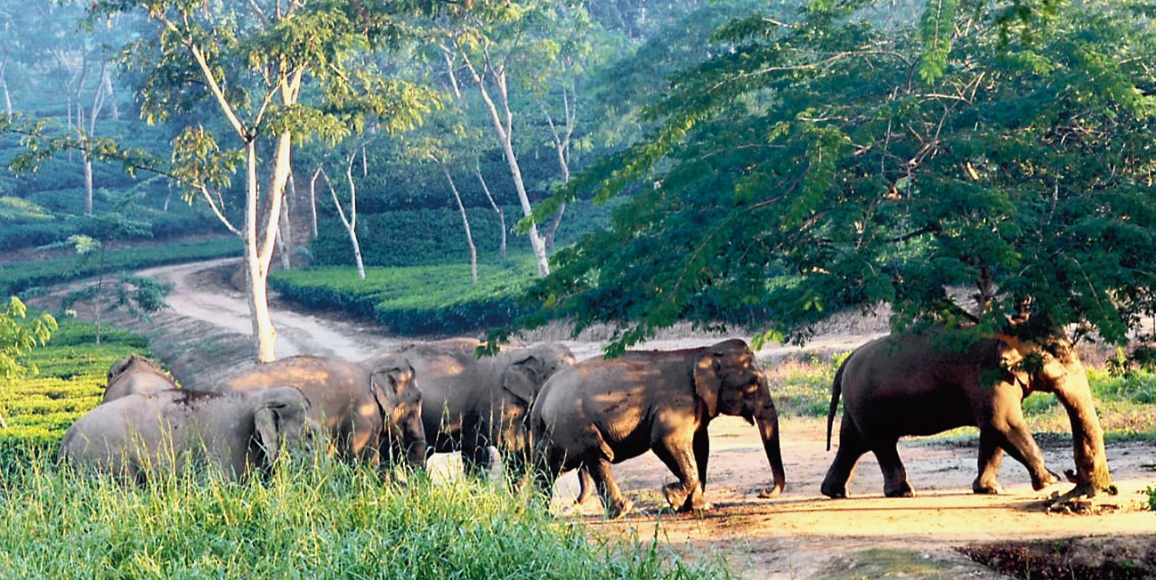 Elephants at Patharia reserve forest in Assam’s Karimganj district. 