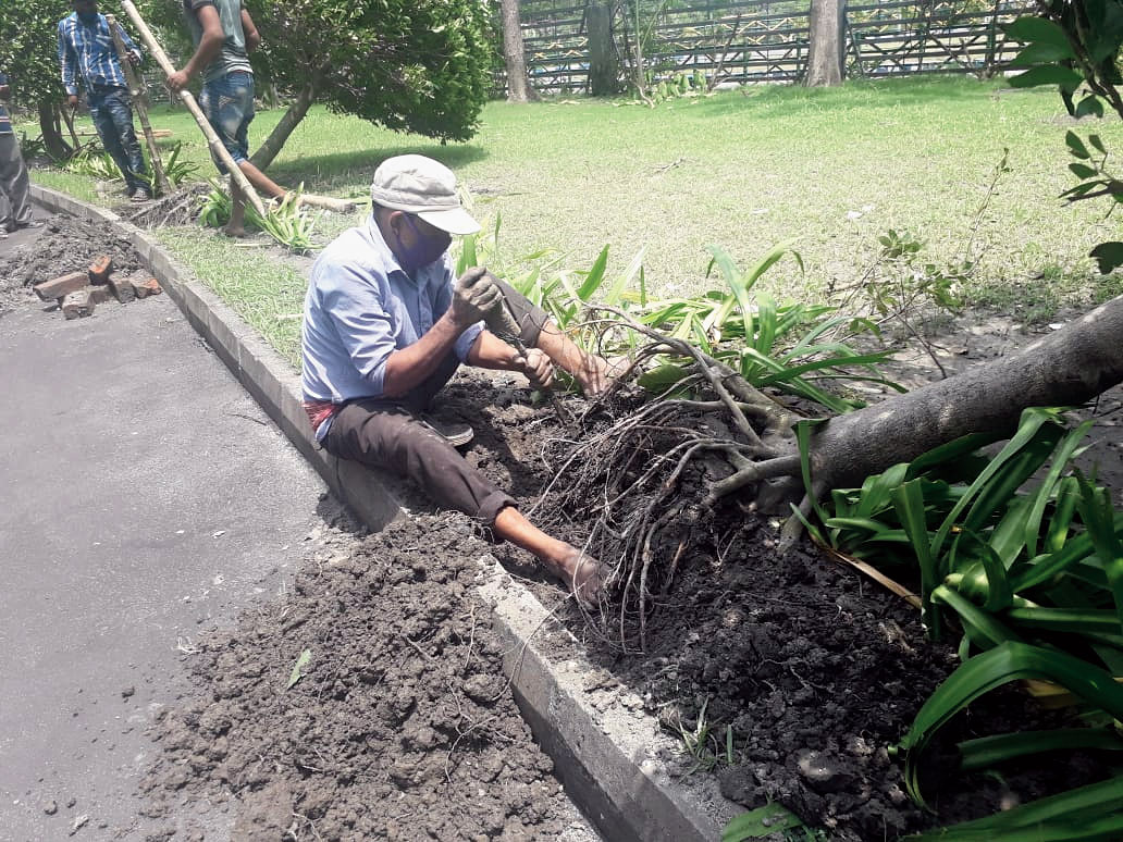 Roots of a fallen tree being cleared of clay before being replanted at Rosedale Garden in New Town. It was one of about 60 trees that were saved in the housing complex.