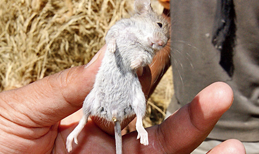 The little Indian field mouse at a farm in Ladakh