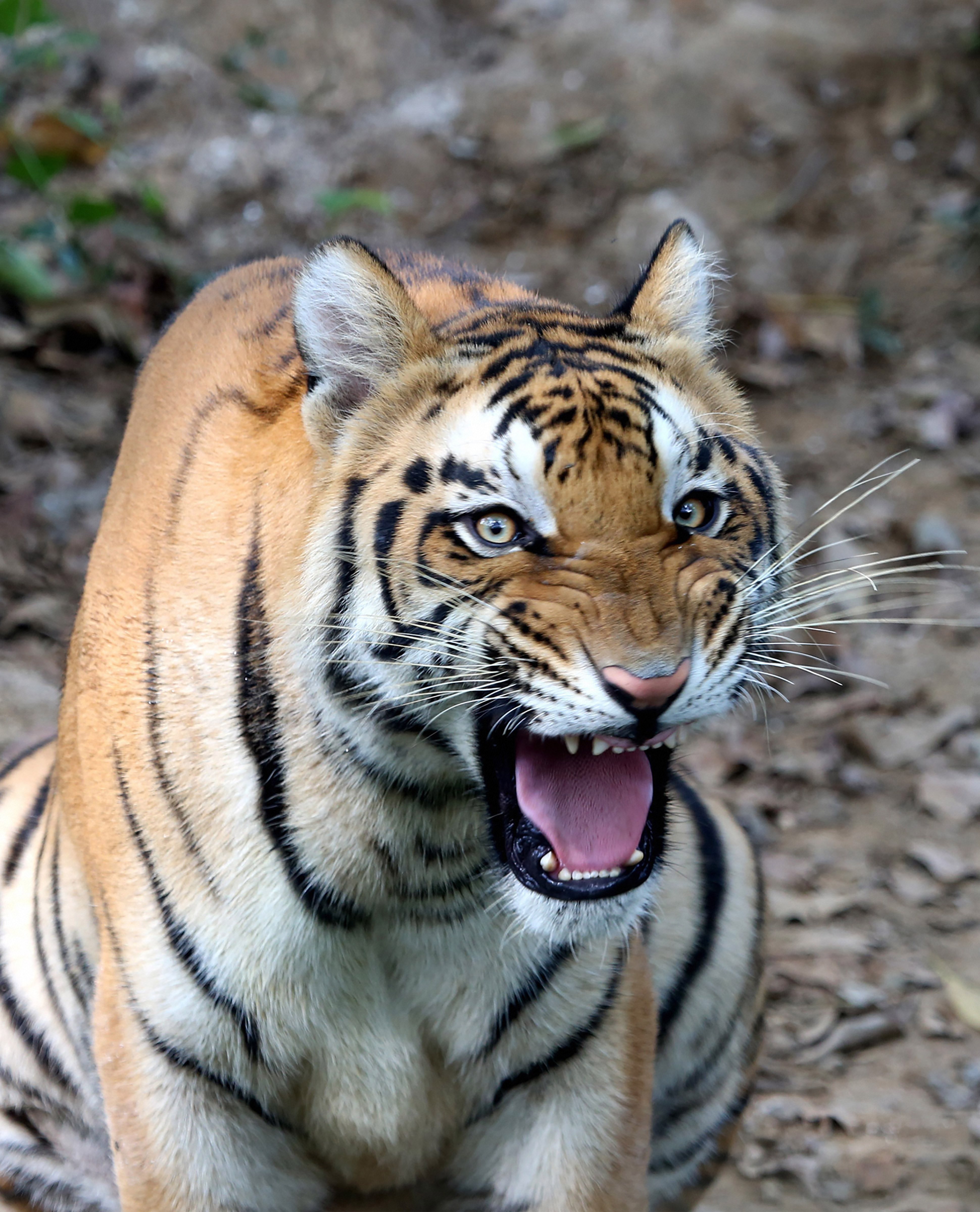 In this undated photo is seen Bengal tigeress Dona. Dona passed away on December 29, 2019 at Tata Steel Zoological Park in Jamshedpur.