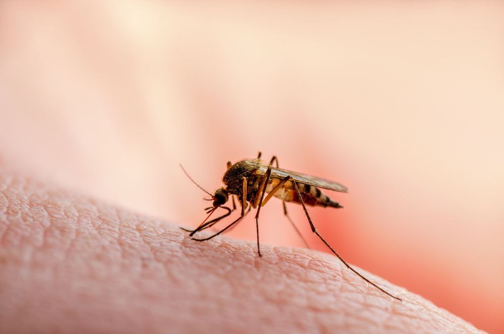 The new coronavirus is a respiratory virus which spreads primarily through droplets generated when an infected person coughs or sneezes, or through droplets of saliva or discharge from the nose, and not through mosquitoes.
