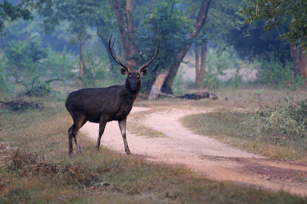 (Representational image) Spotted and Sambar deer were also found roaming freely