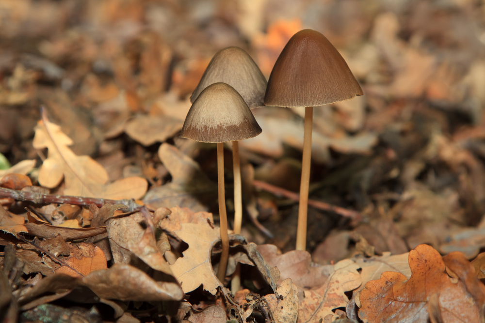 A study by researchers at the University of Toronto Mississauga found that people who took very small doses of psychedelic substances, including hallucinogenic mushrooms, reported improved mood and focus