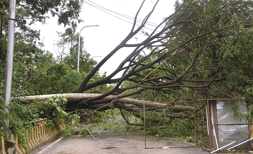 Trees uprooted by Cyclone Amphan block a road in Bengal.
