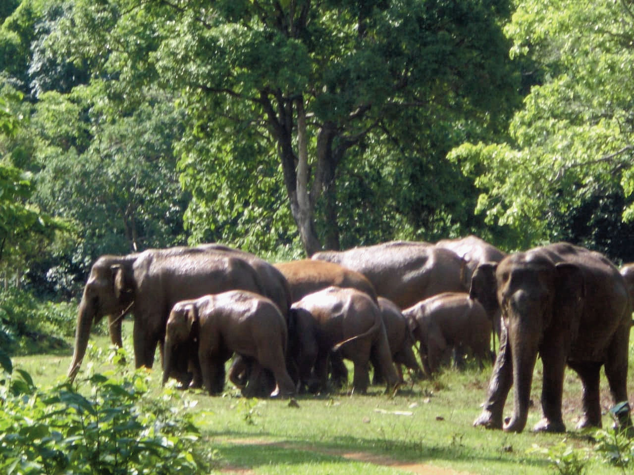 An elephant herd inside Dalma on Tuesday. 