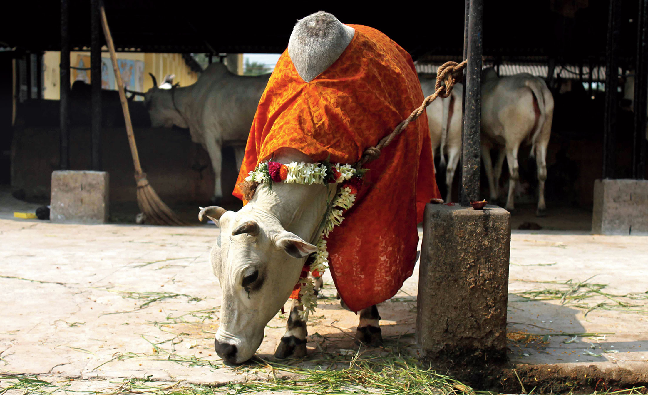 A 134-year-old cow shelter with 6000 cows - Telegraph India
