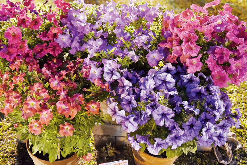 There were potted petunia plants in a range of colours like pink, violet, red, lilac and white.