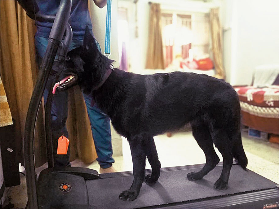 Saptadeep Pal walks a dog on a treadmill