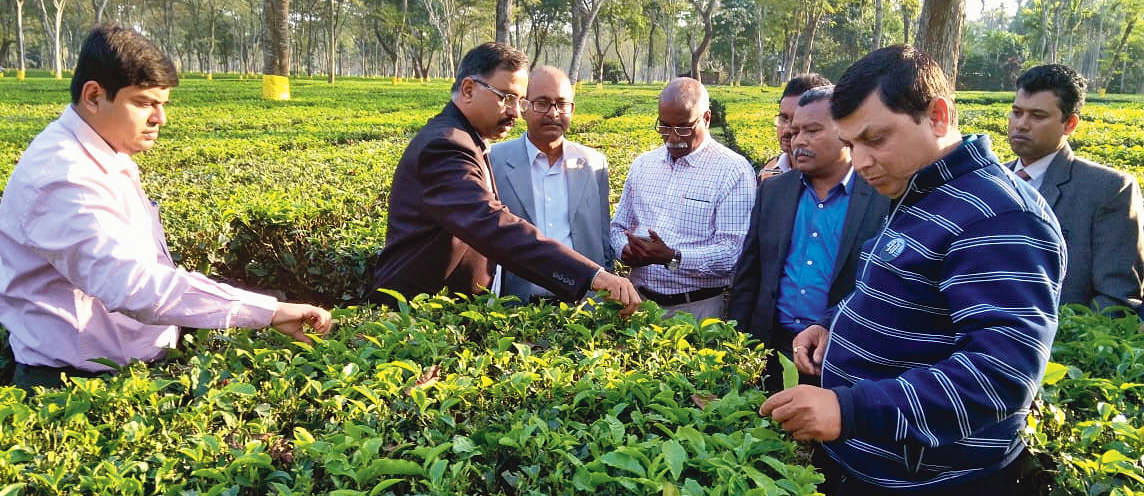 Officials visit tea gardens in north Bengal. 