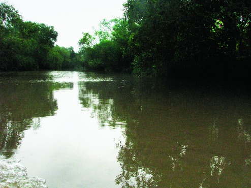 Project to restore mangrove forests - Telegraph India