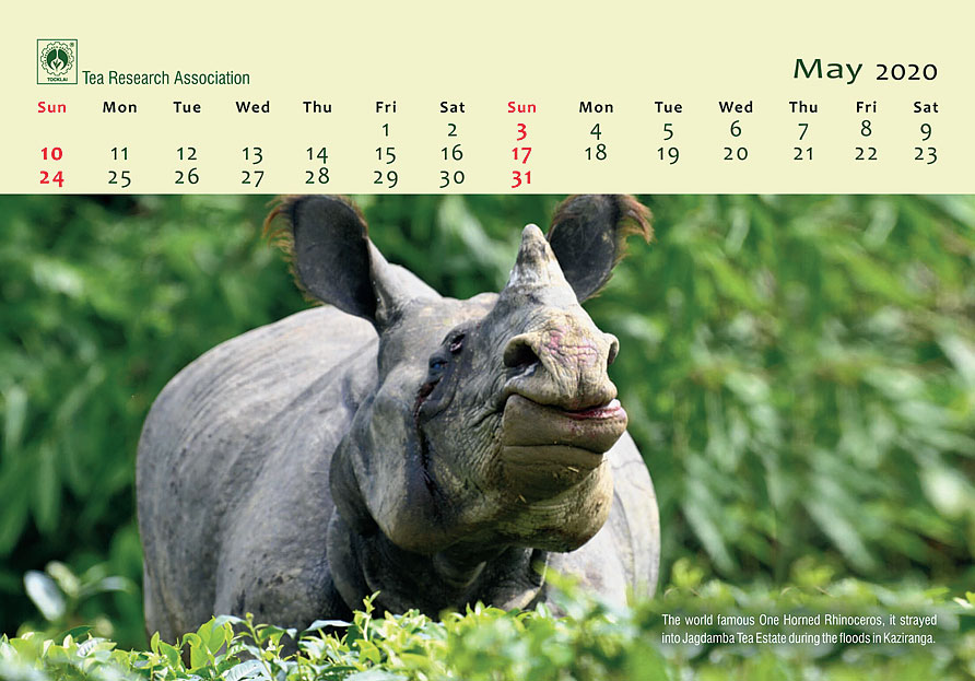 May pages of the calendar