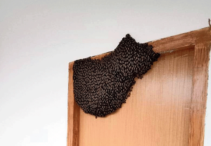 A beehive on one of the doors of the facility