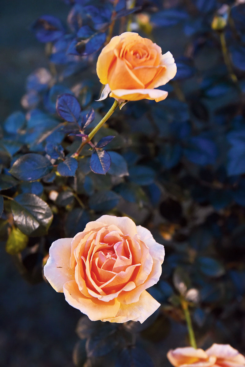Bora Bora: First bred in Germany, this rose is also known by the name of Ashram due to its striking orange or gerua colour. It is said that the name was given due to the similarity in colour with Swami Vivekananda’s attire.