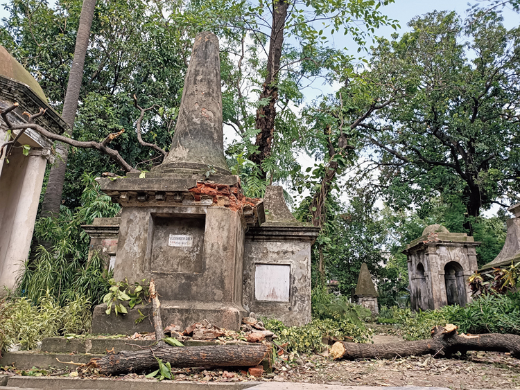 The strength of the roots prevented these trees from getting uprooted in the storm