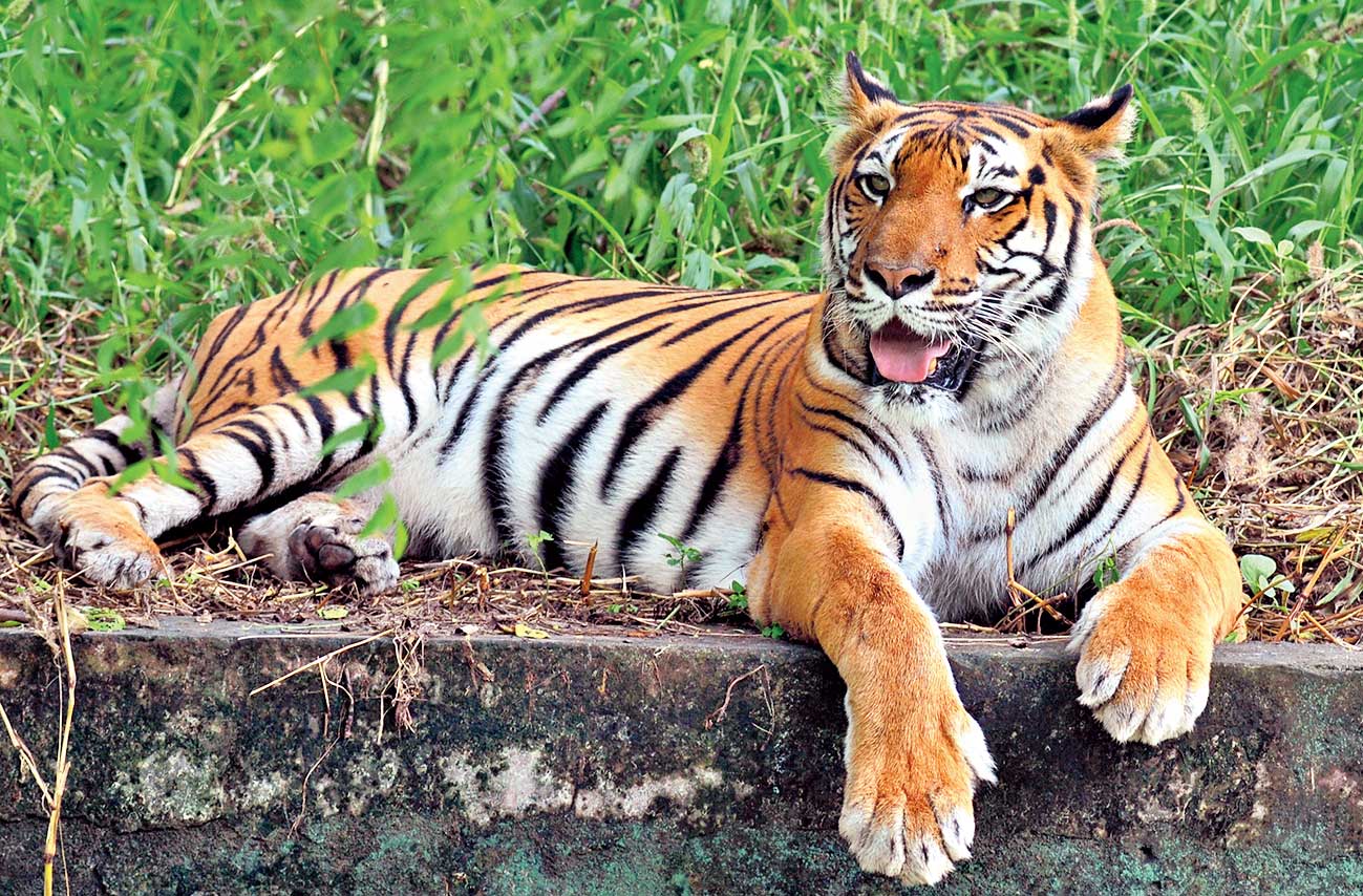 A tiger at the Delhi zoo. 