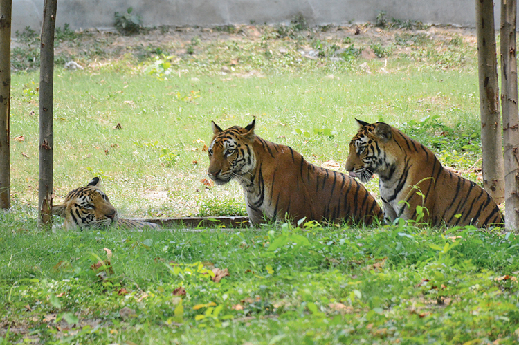 New York Tigers