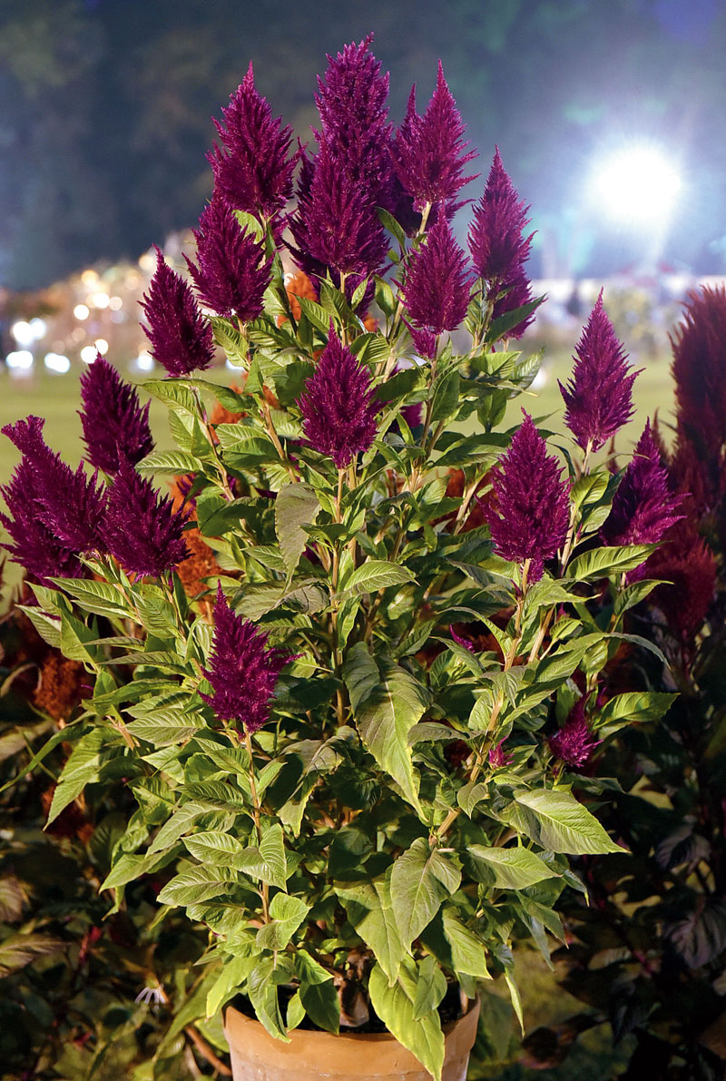 Bright Celosia Plumosaalso, known as Silver Cock’s Comb and in Bengali as morog jhuti, is a seasonal flower.