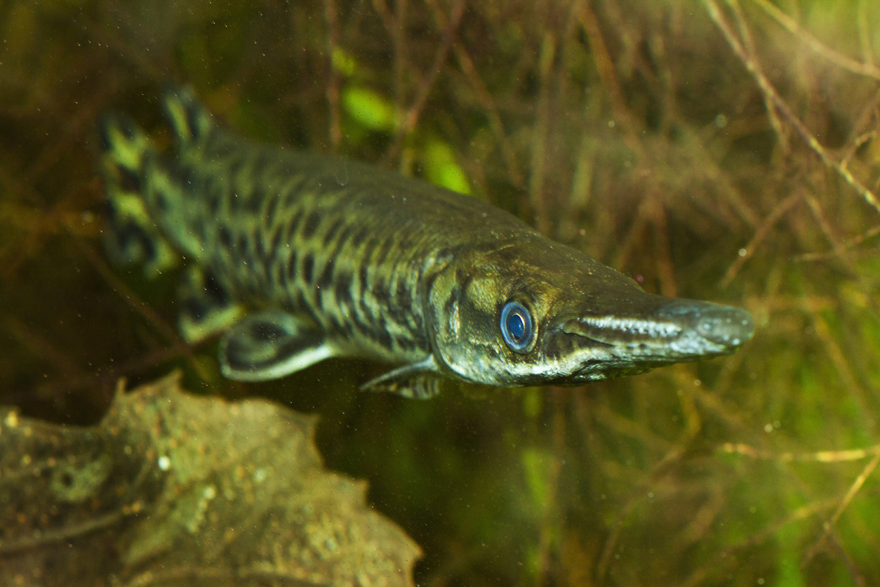 Representative image: The fish is called 'alligator gar' because of its resemblance to the American alligator.