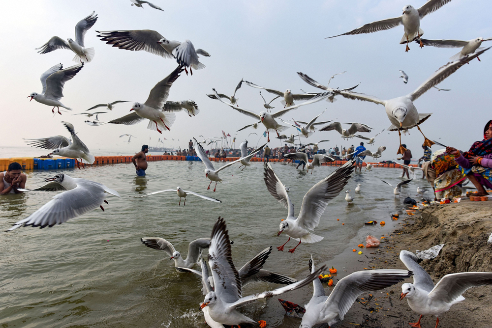 Birds at a ghat in Allahabad on January 1