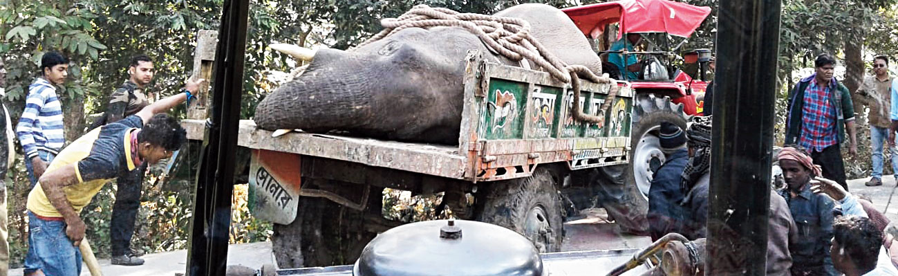 The animal being taken to Mayurjharna Elephant Reserve