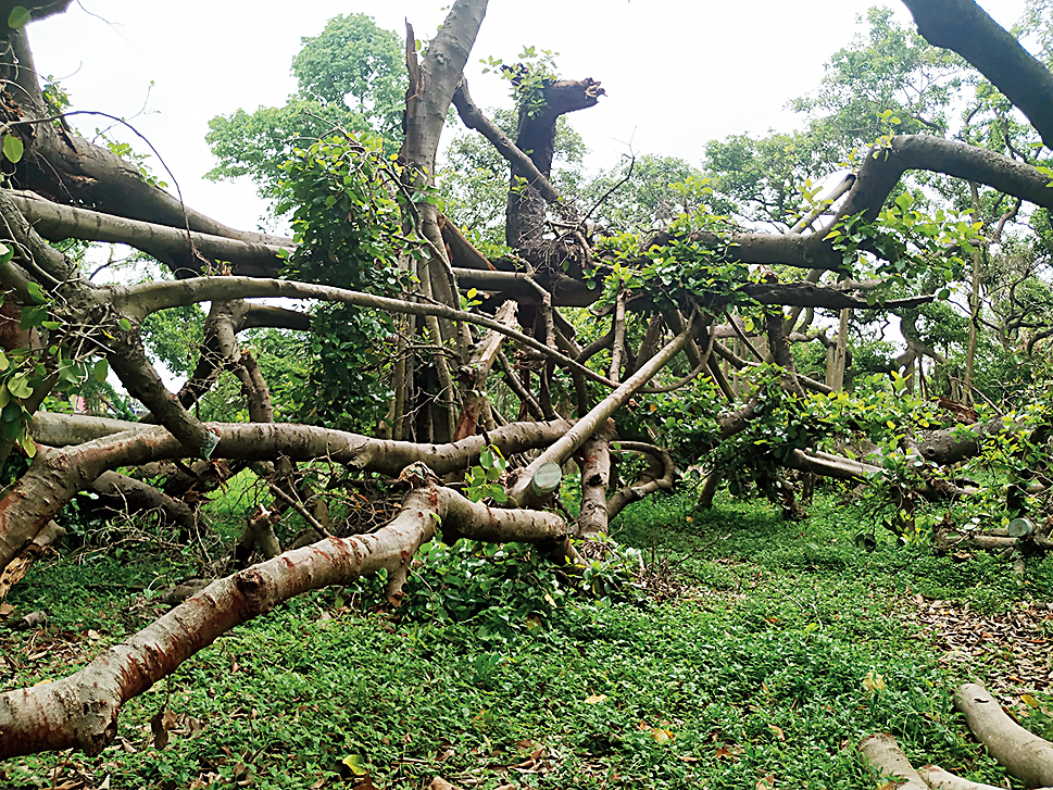 Broken prop roots of the Great Banyan.