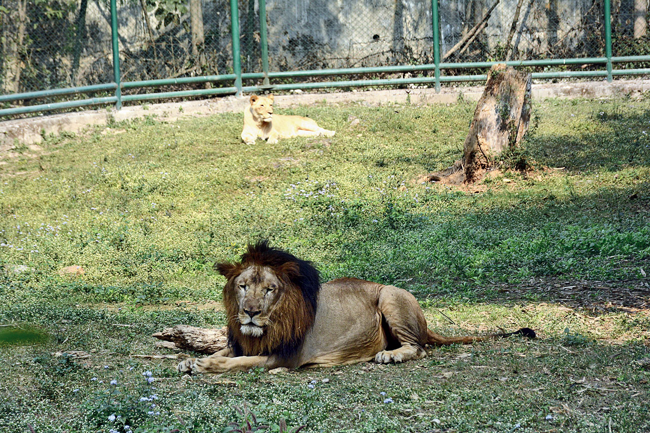 Lionesses wait for the stork - Telegraph India